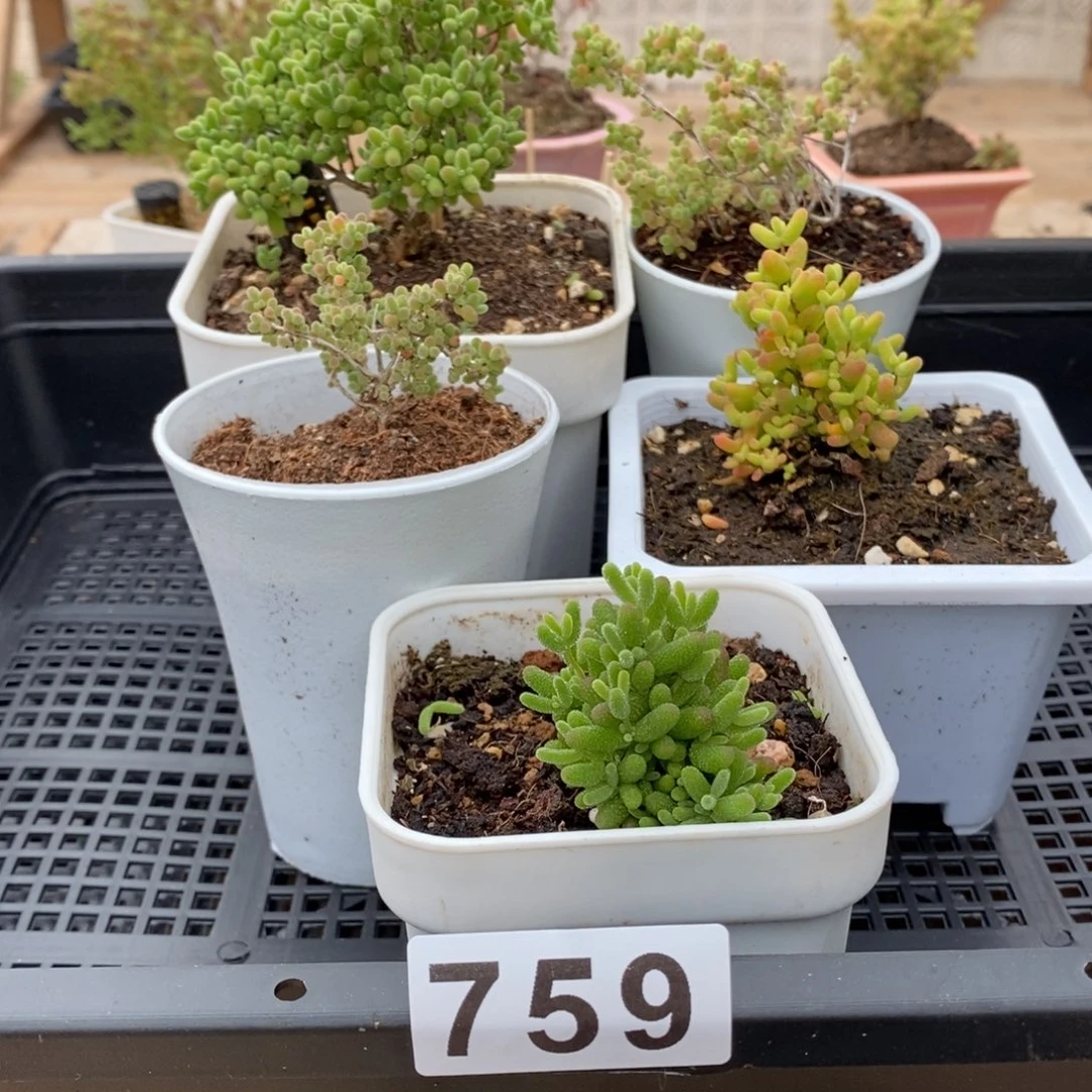 枝干番杏豆多肉植物759