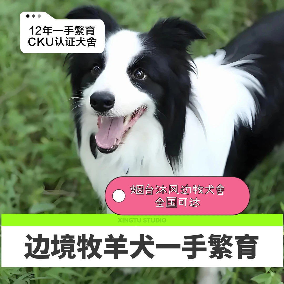 边牧牧羊犬活体链接全一手繁育