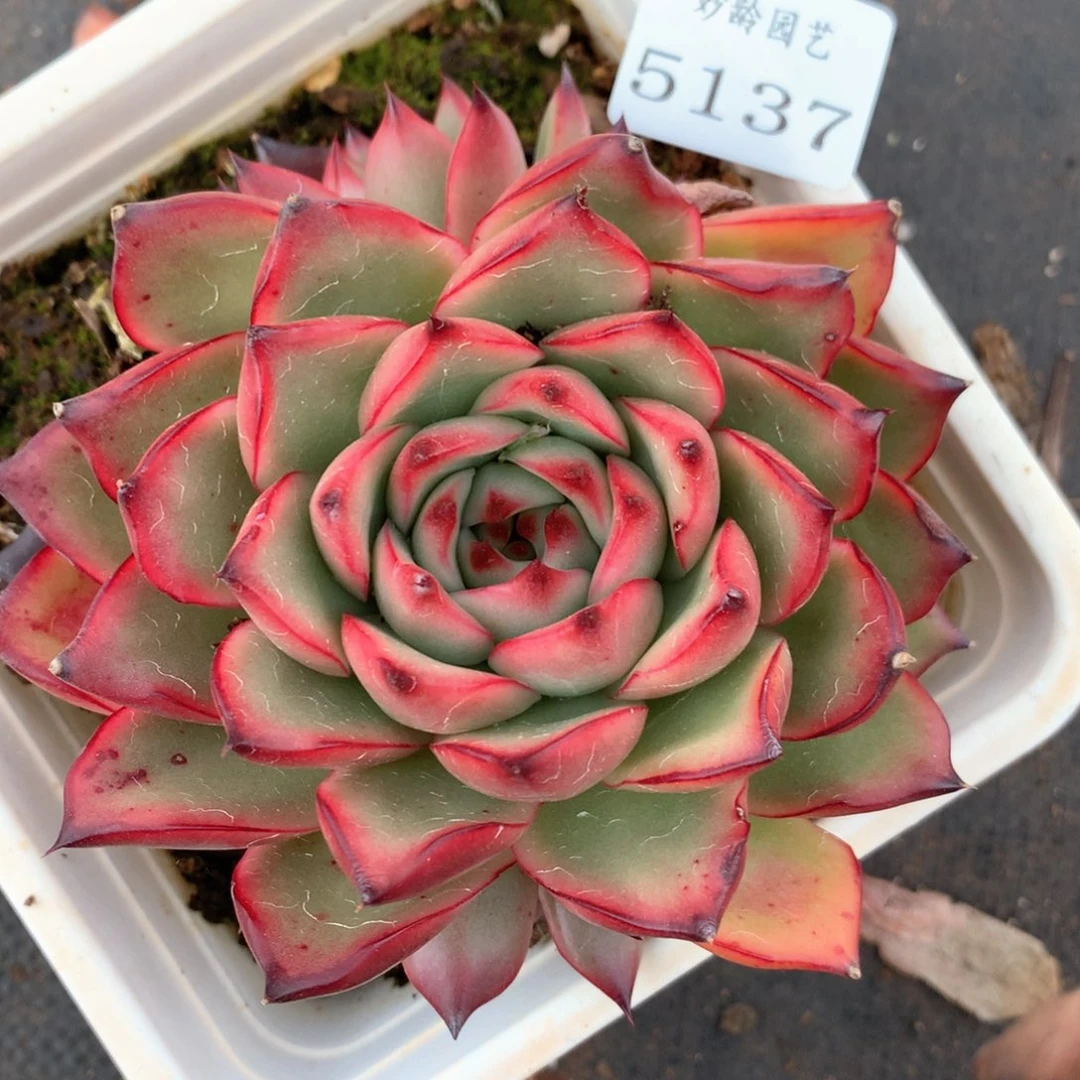 5137杂交多肉植物