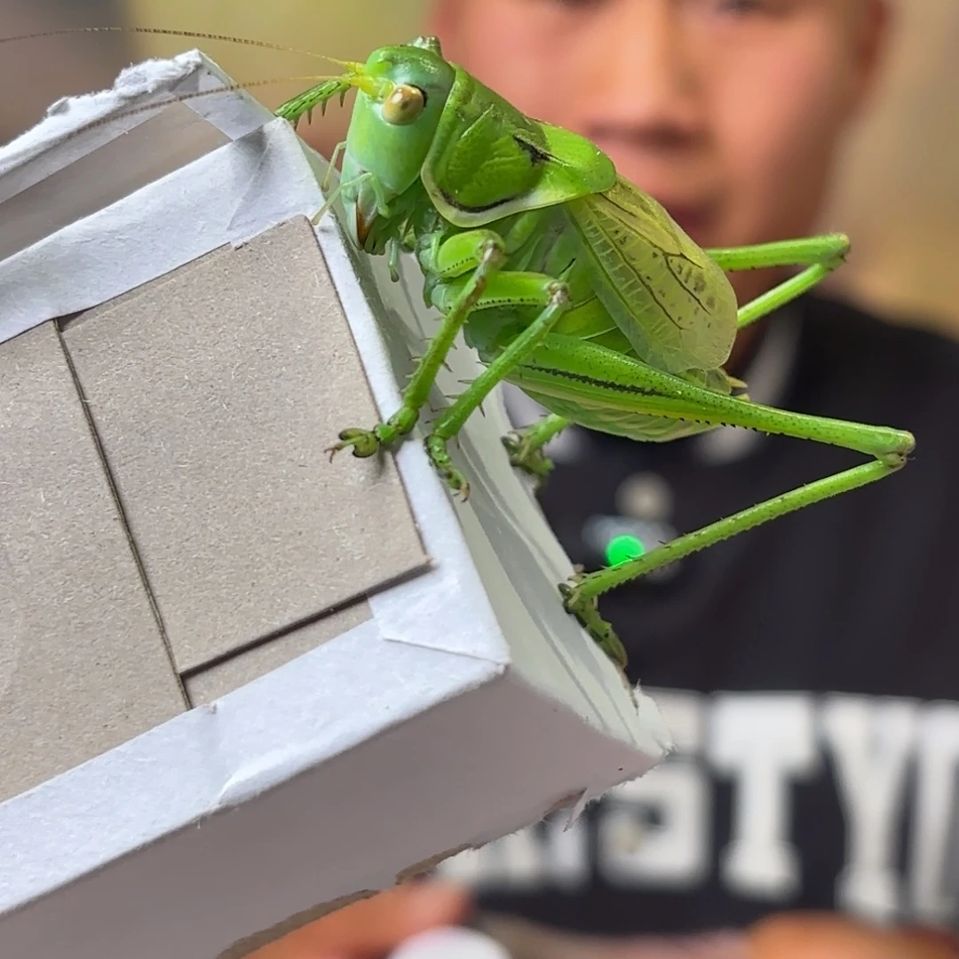 M***ǒ蝈蝈蝈蝈福福价格