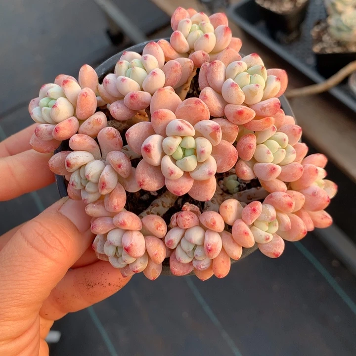 无花朵精品罗琦多肉