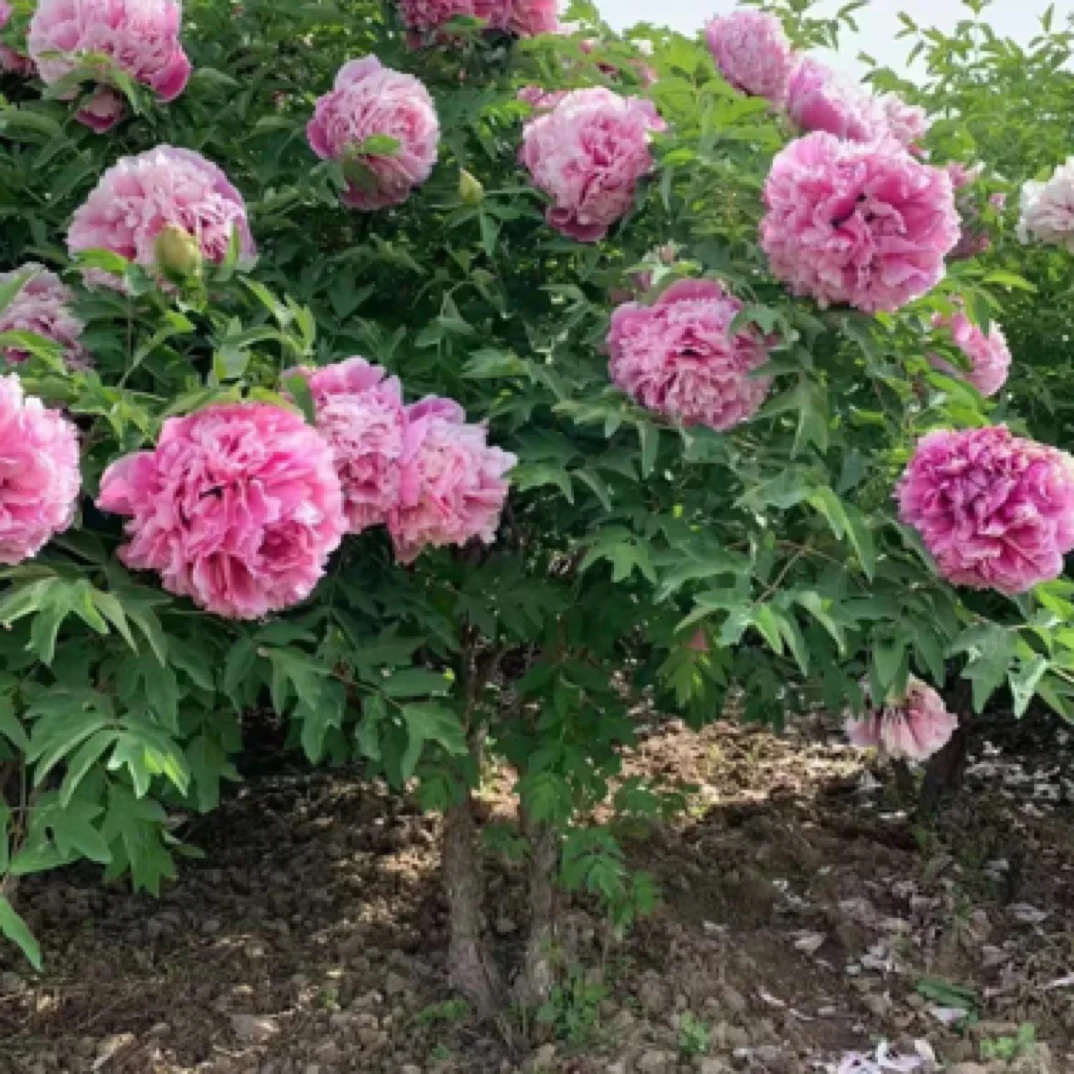 甘肃紫斑牡丹一物一拍（不包邮）