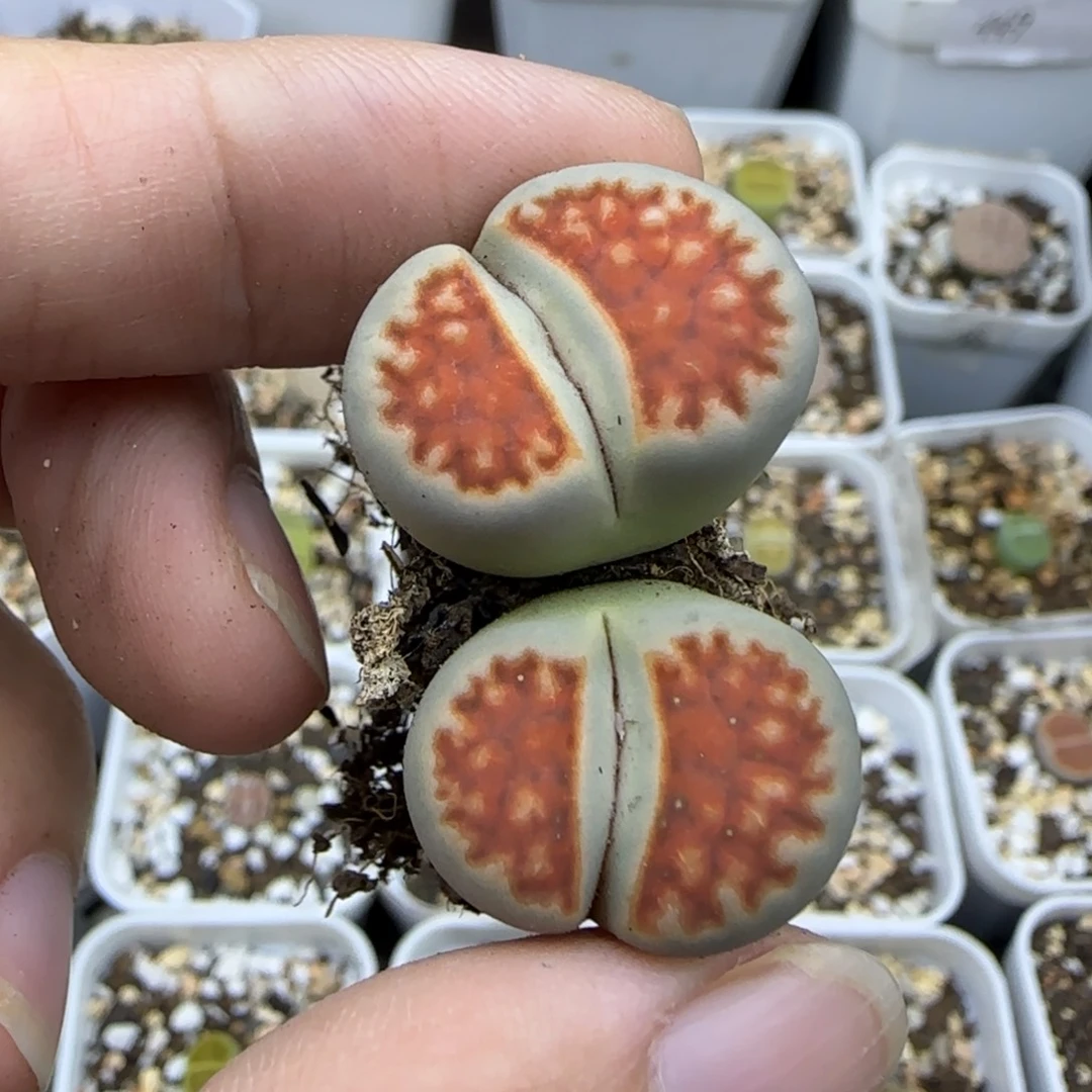 57 双头清框福利30包邮