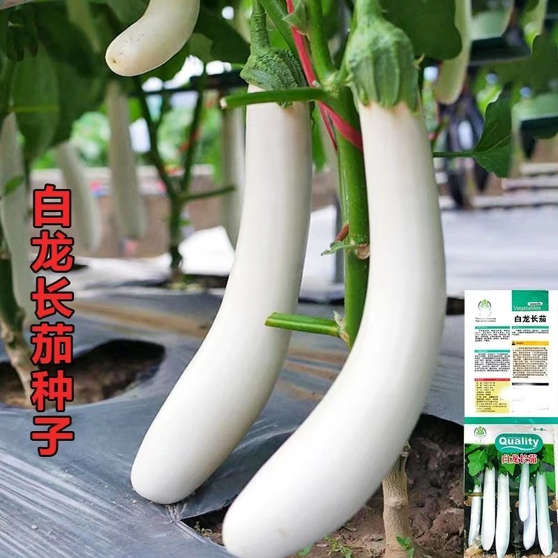新种【店铺热销】白茄子籽种潮汕白茄子白玉长茄白雪公主茄子种子春