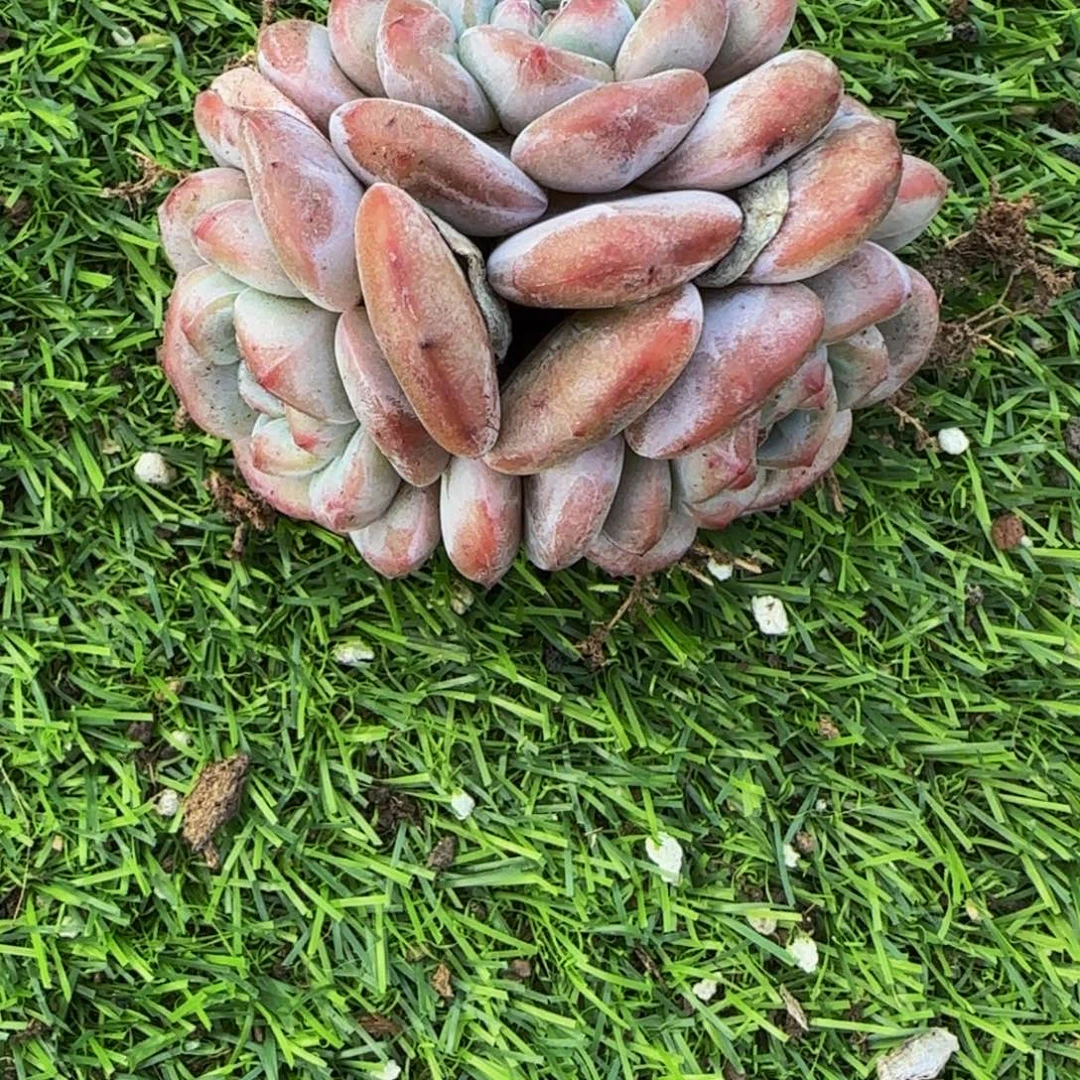 泡***️泡泡的三头大日系突尼斯石榴