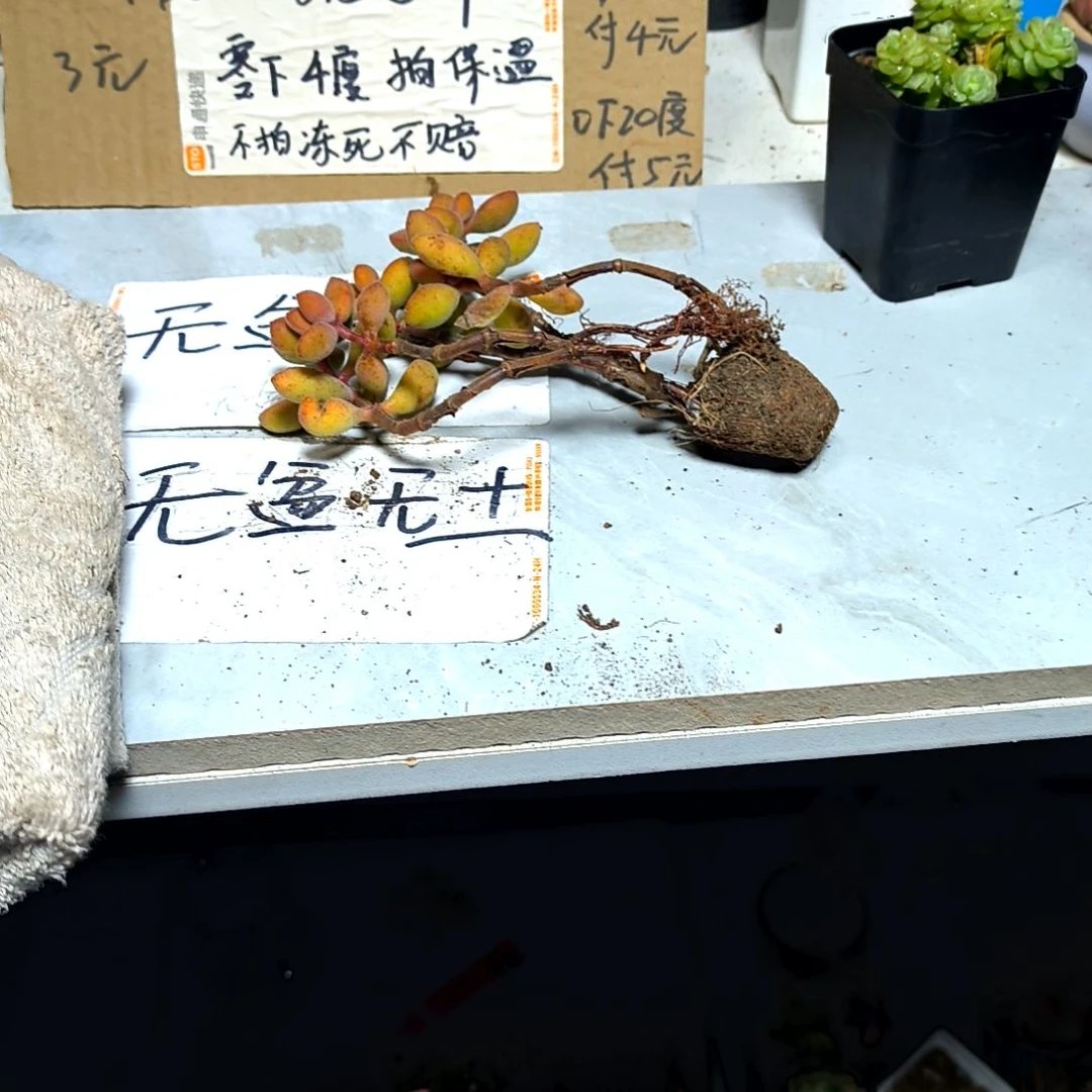 满6元包邮，若歌诗绝绝子老庄木质问主播