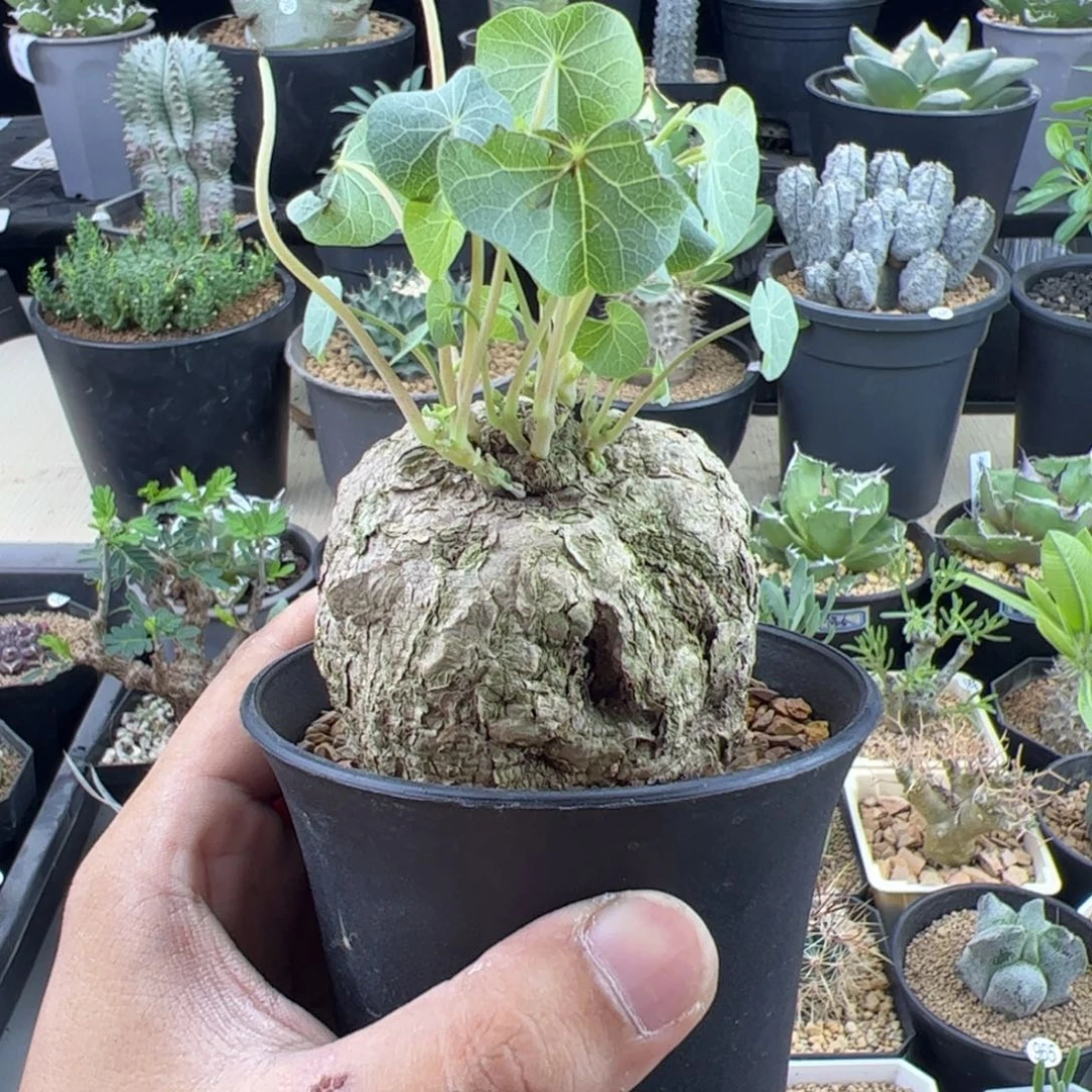 冰蓝龟6.6一物一拍