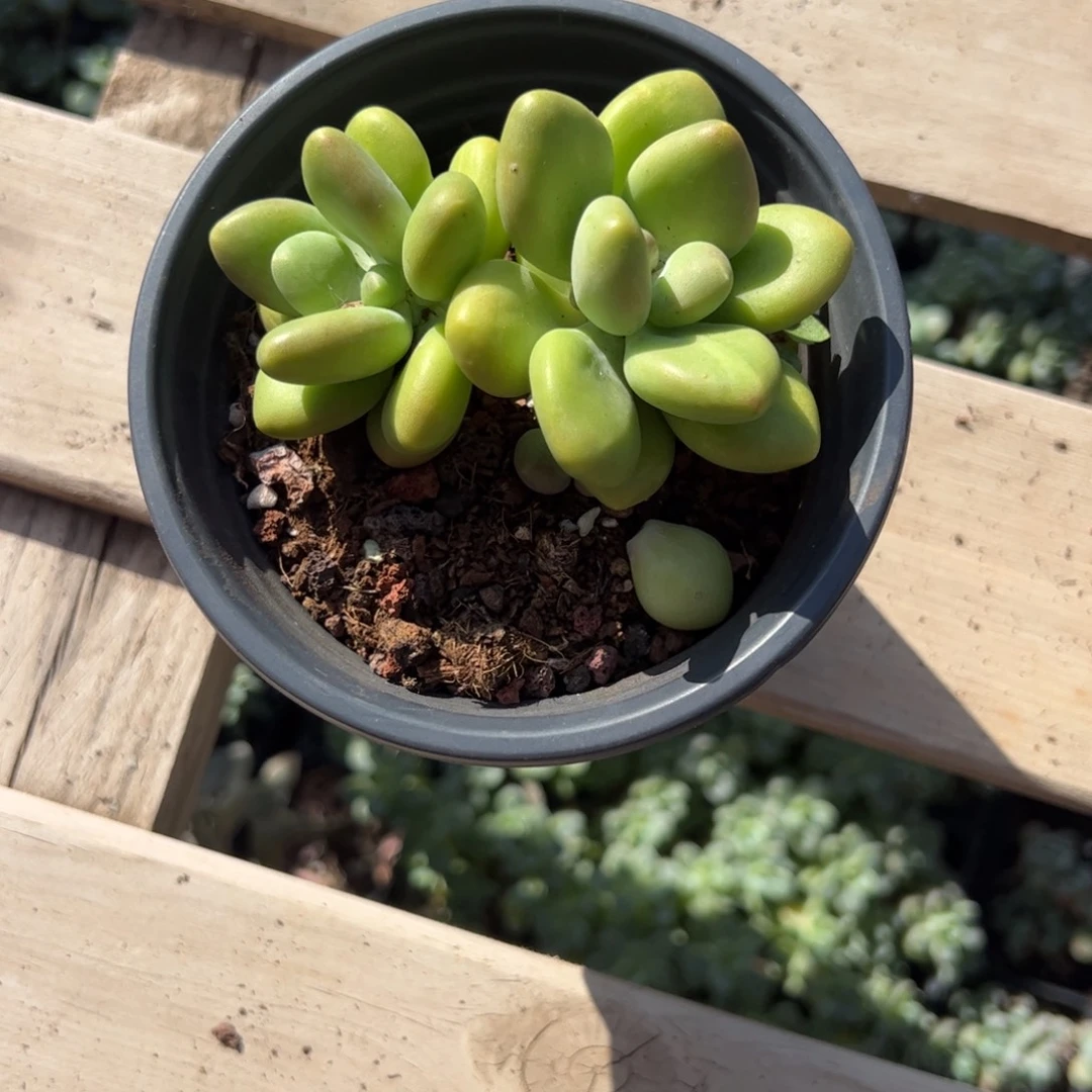 芒果奶酪多肉植物精品