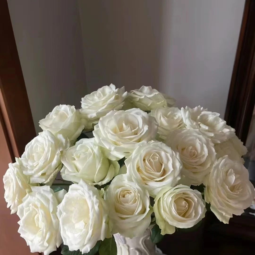顺顺 方德星荷白雪山玫瑰  花头小 杆子细 拍1单发中通