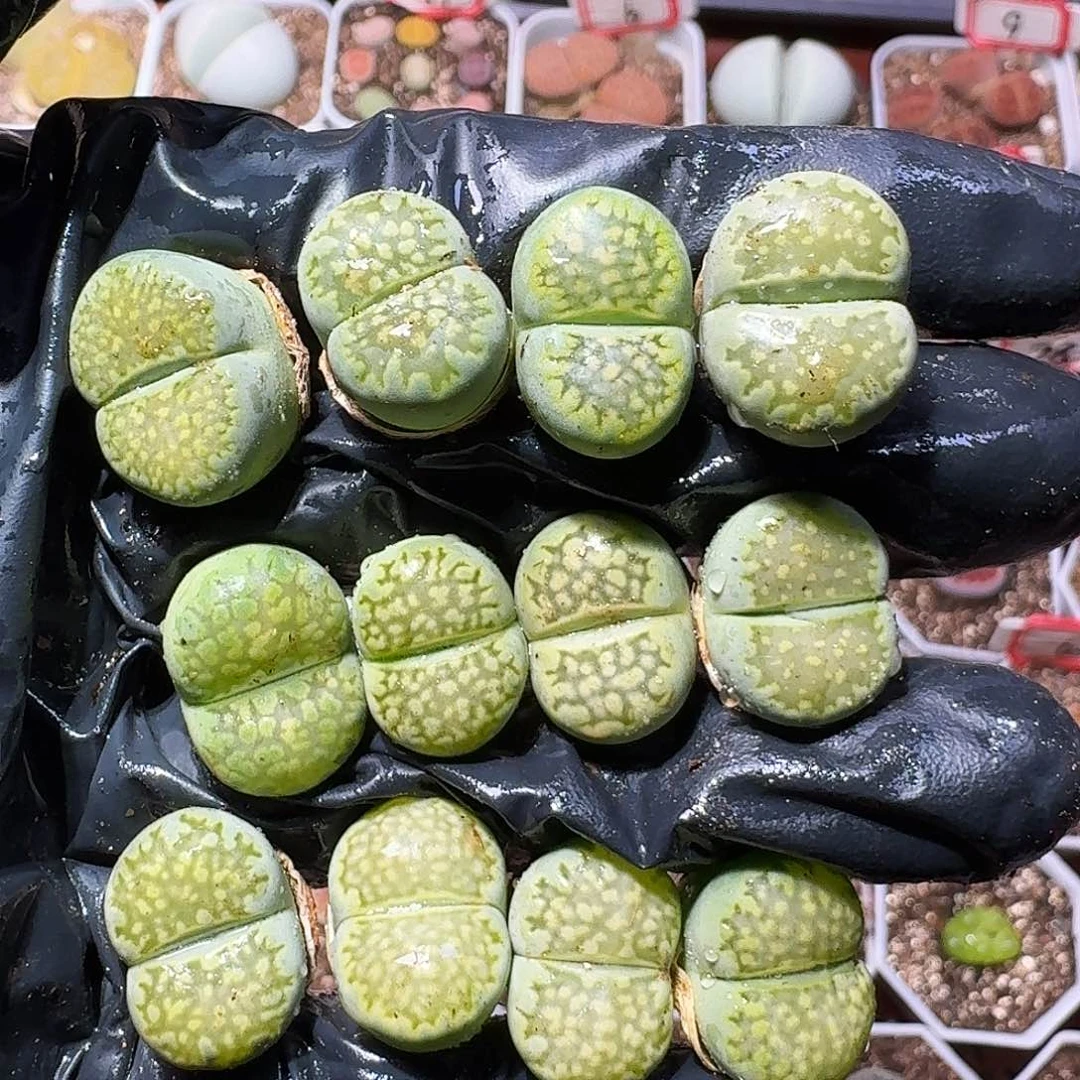 生石花11111111。  238