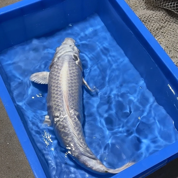 海水鱼赤目芒果白金