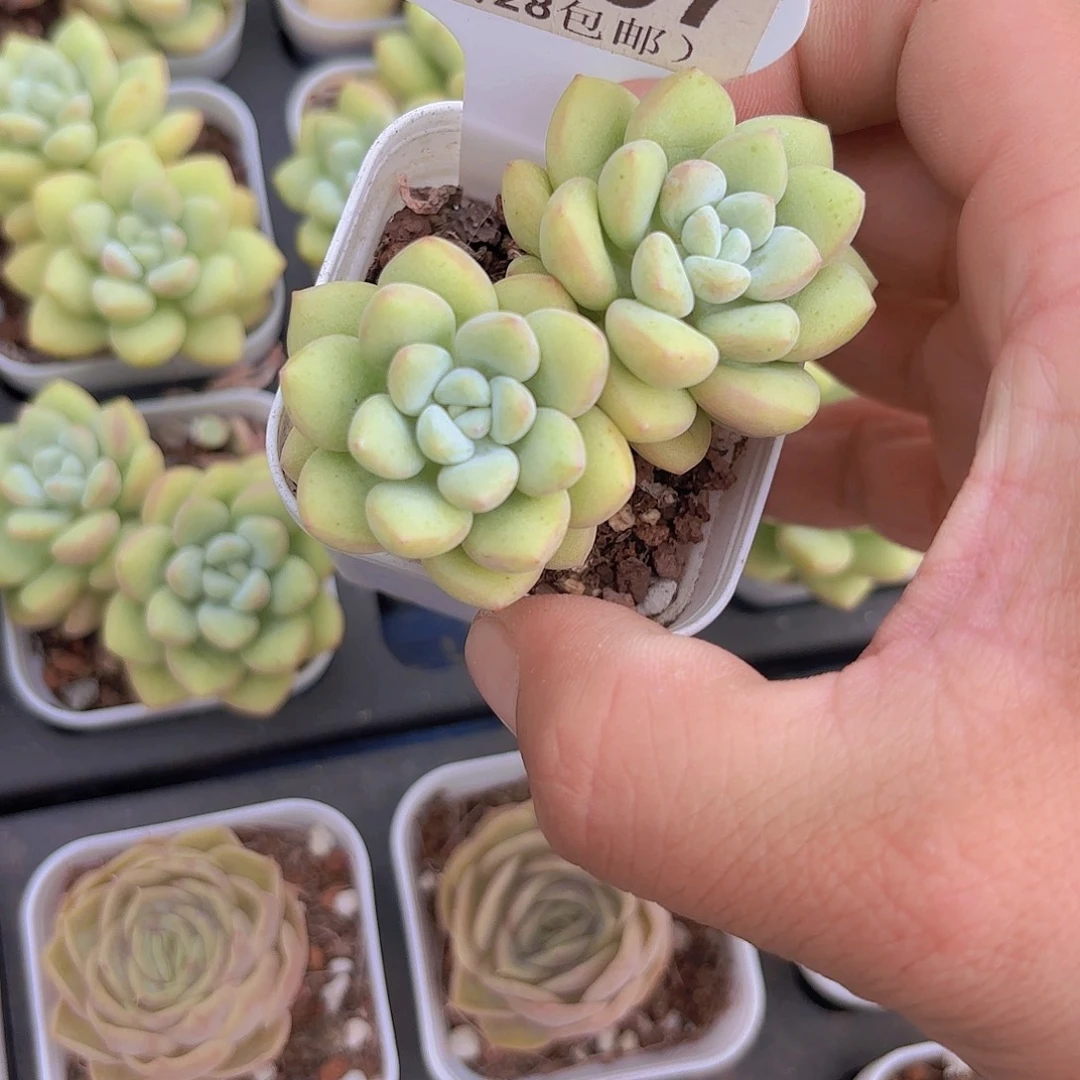 C137泡泡糖一物一拍