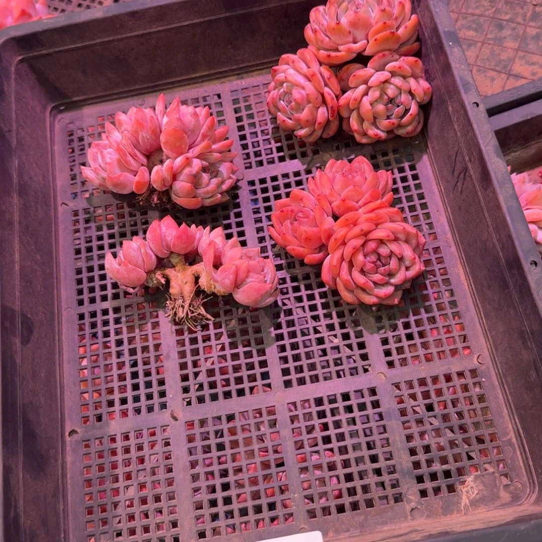 52号筐橙梦露脱土