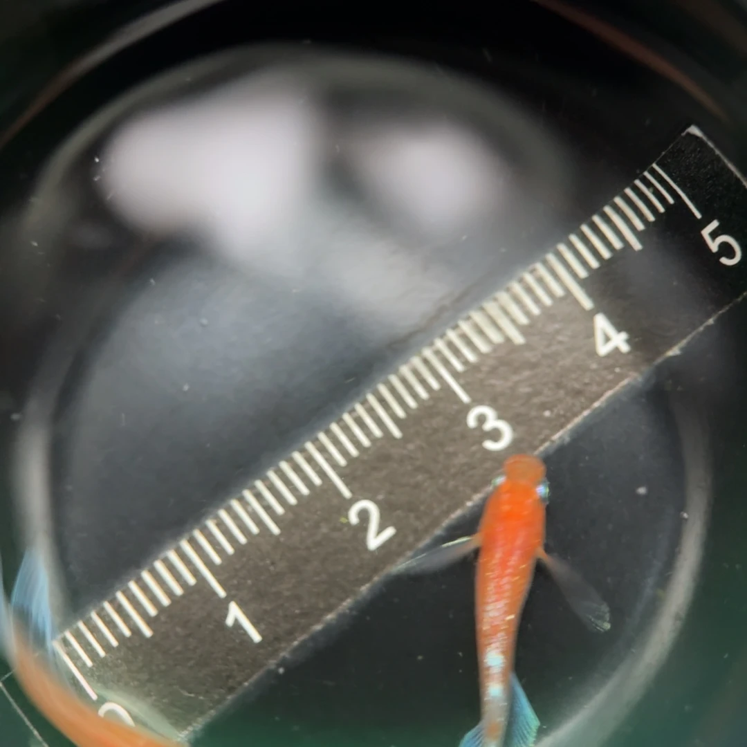 青鳉鱼编号 10 真长宽鳍红女神一对