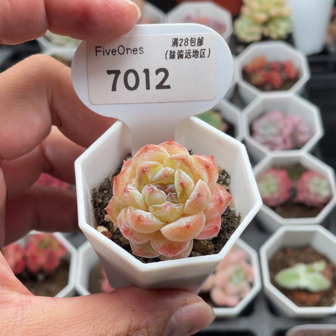 7012冰魄3.50厘米