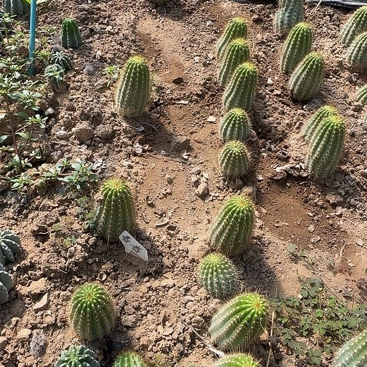 用***梦星光汇2个毛花柱40的