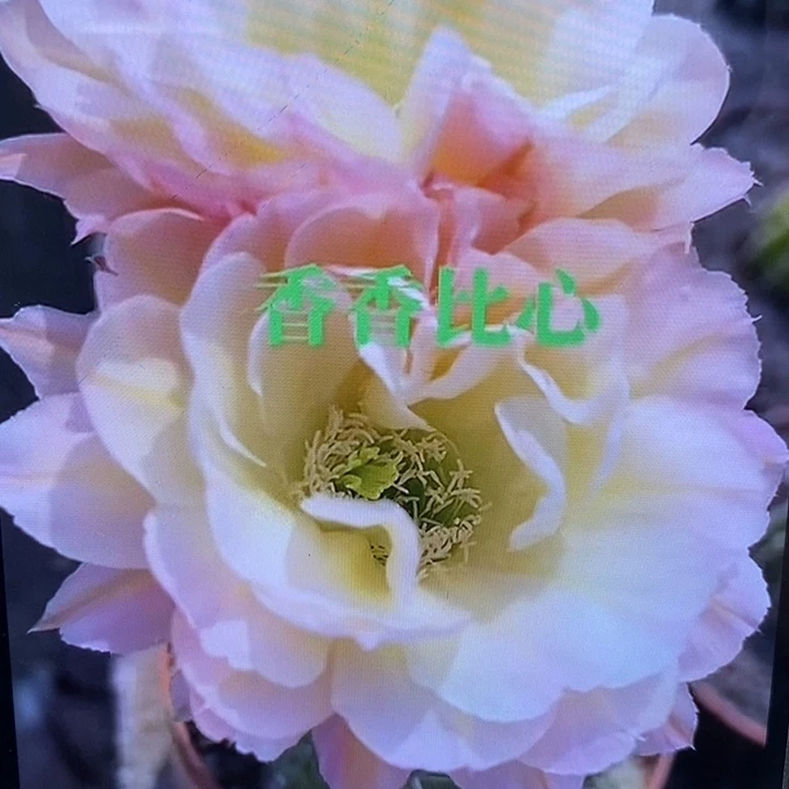 彩草比心侧芽2.5公分左右
