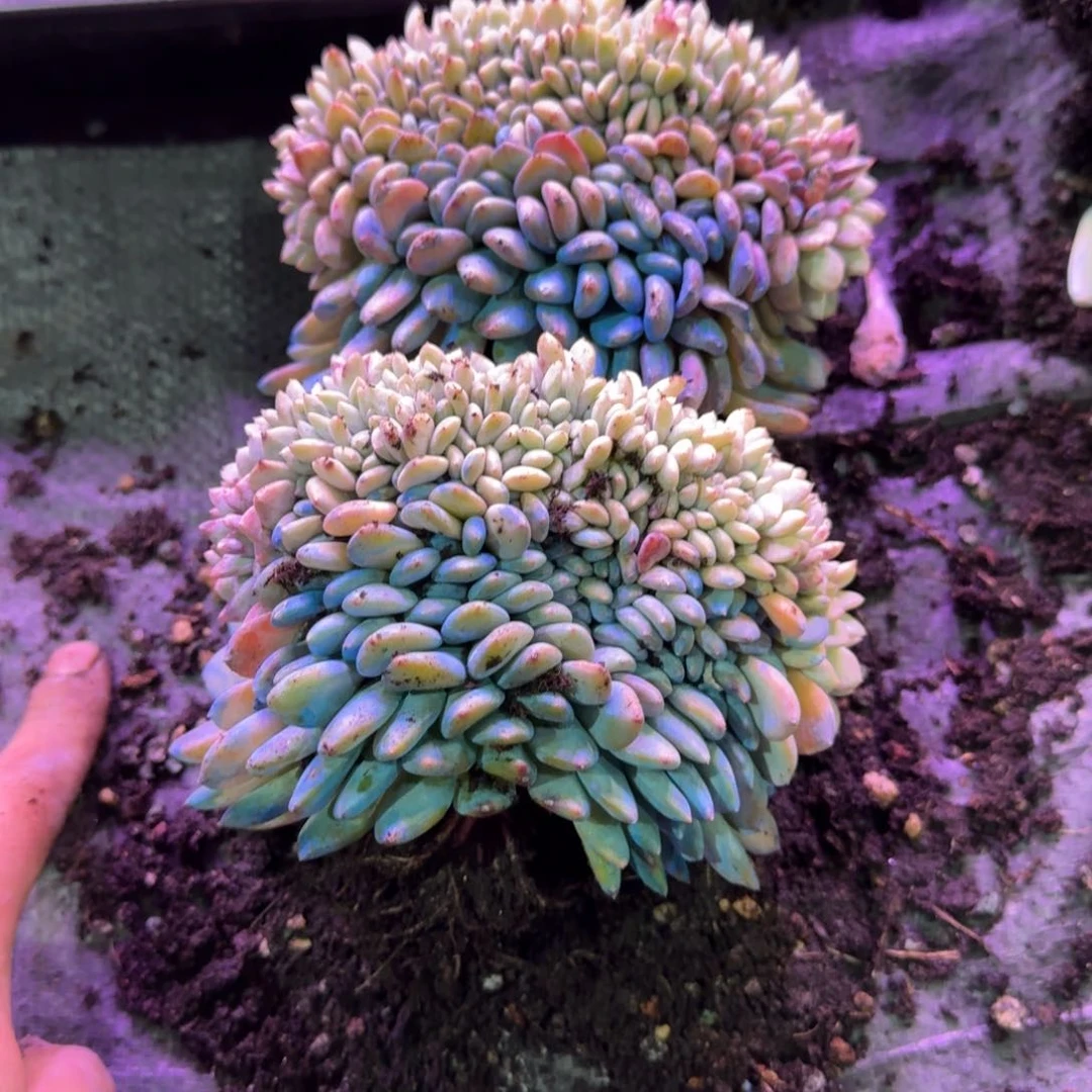 星影树缀V无砍鸡腿