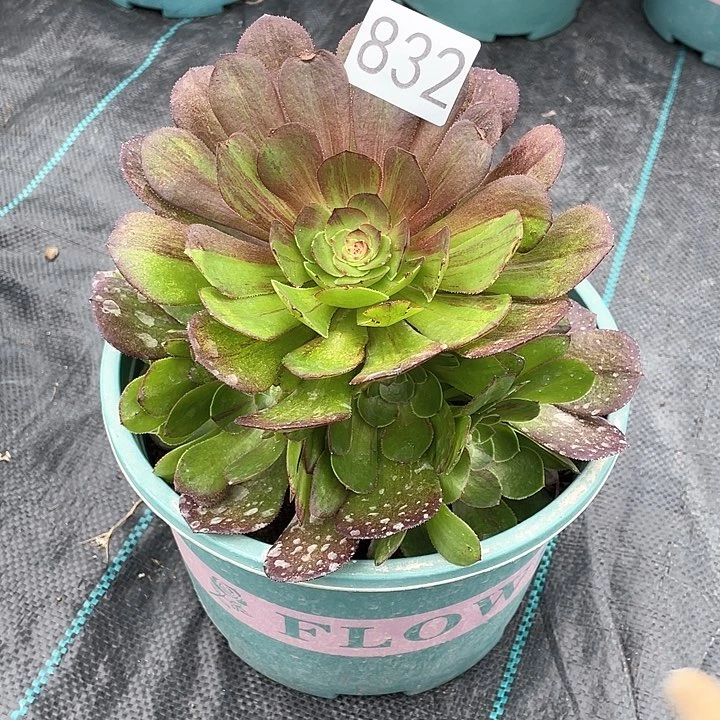 花月夜832冠幅20