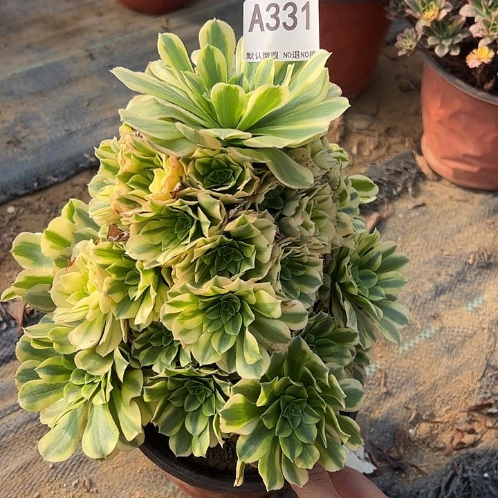辛尼亚多肉植物331.