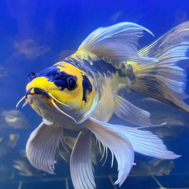 【予予】德系大酋长玛雅蝴蝶鲤长尾普身锦鲤活体淡水好养