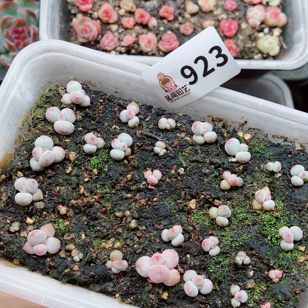 多肉植物多肉植物