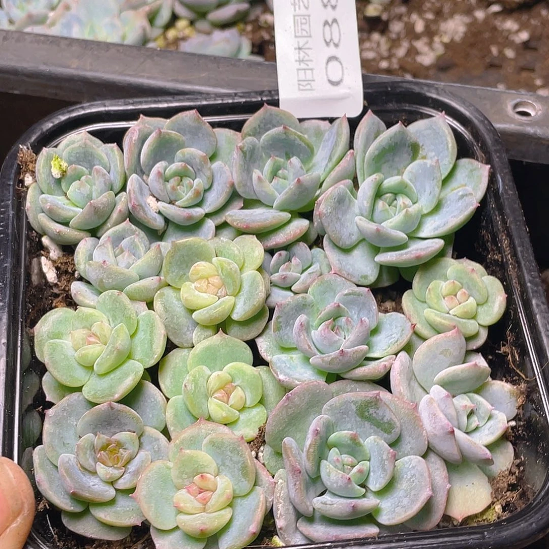 多肉植物多肉植物88