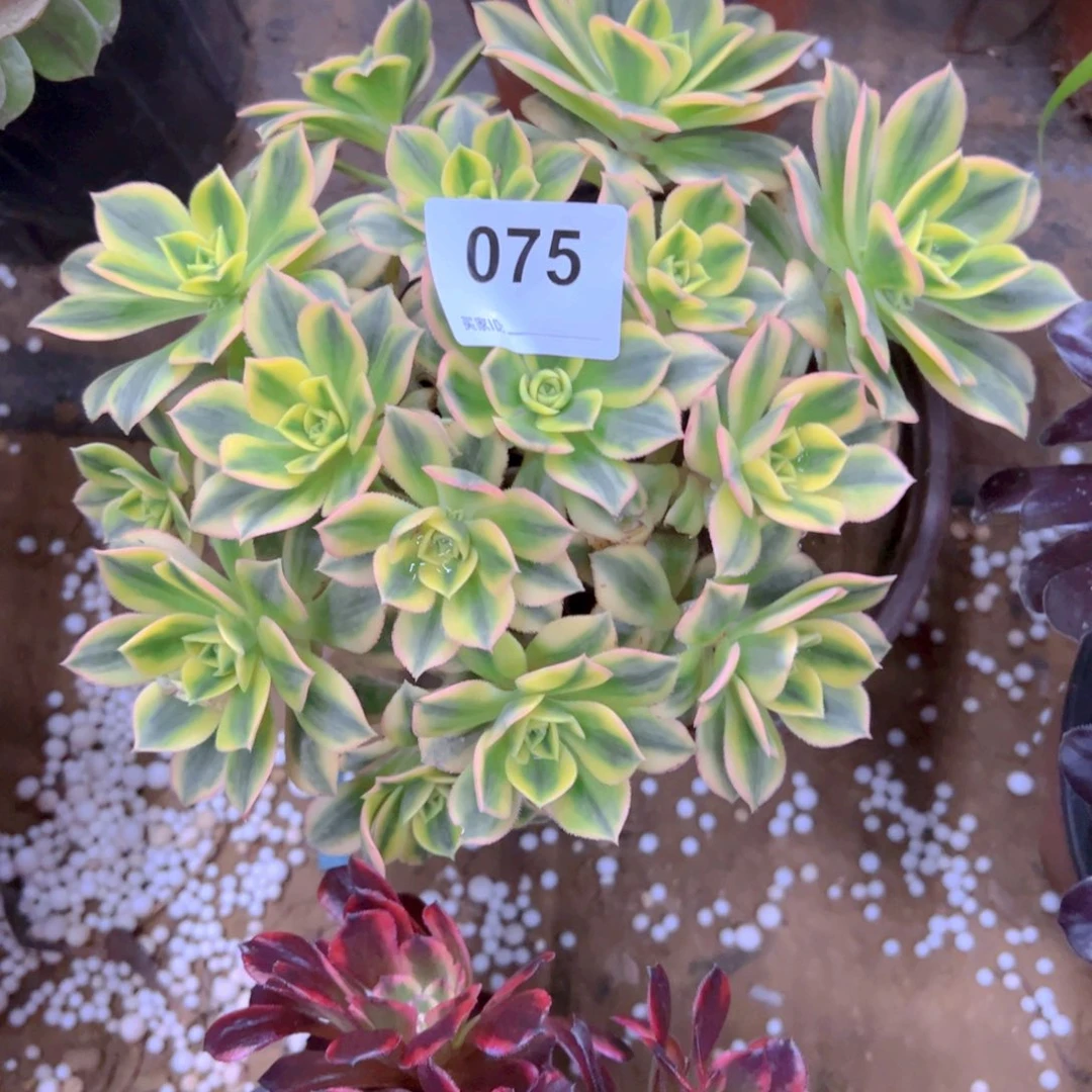 晶075星爆多肉植物法师