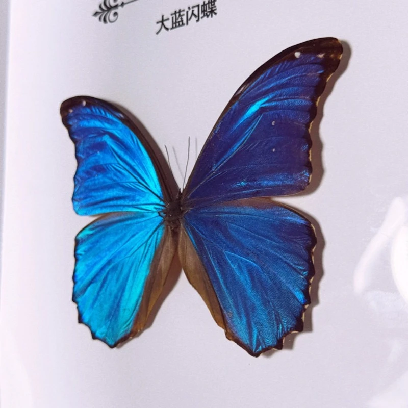 【捡漏专属】一物一拍丨大蓝闪蝶蝴蝶标本相框创意生日礼物家居摆件