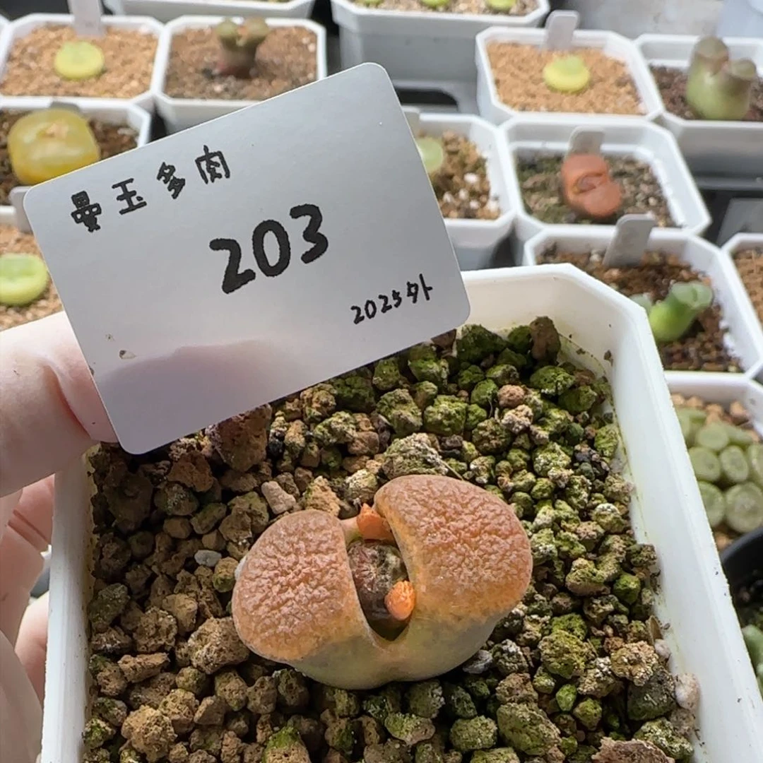 渣*吻多肉多肉多肉2025-203