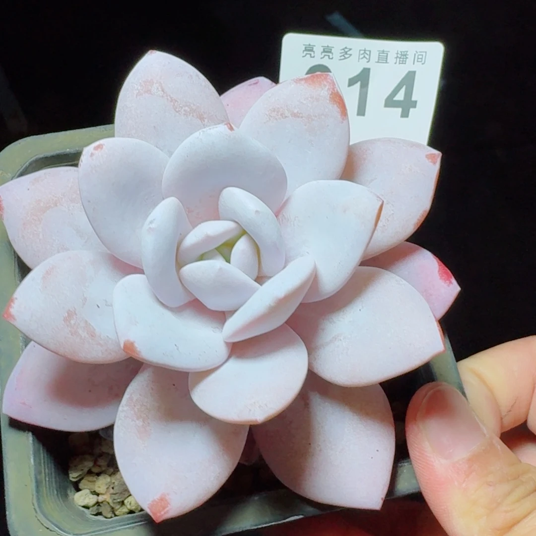 粉雪莲            精美多肉植物