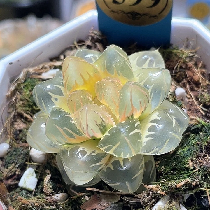 599糊斑水中月锦特选福利