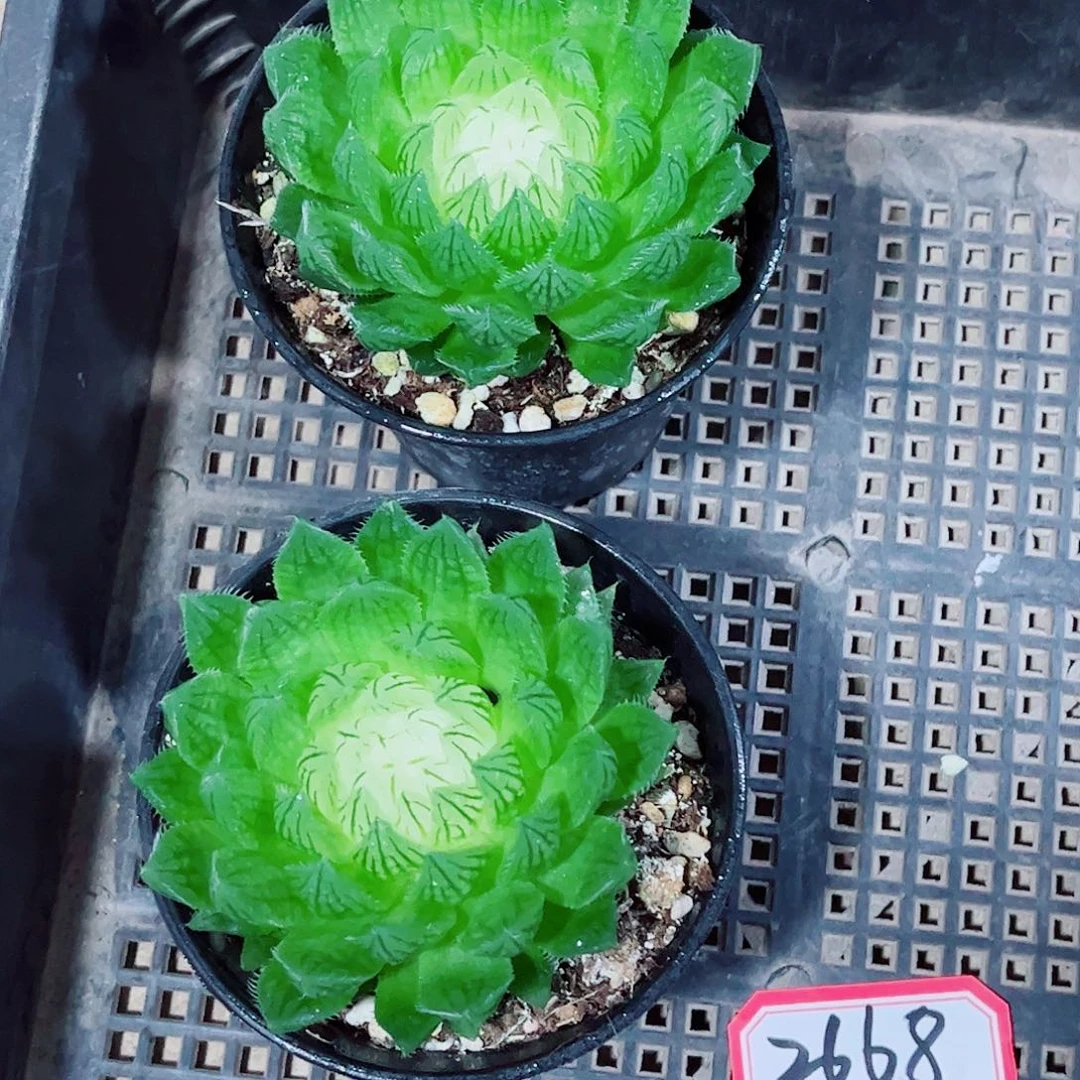 宝莲灯玉露一勿一拍