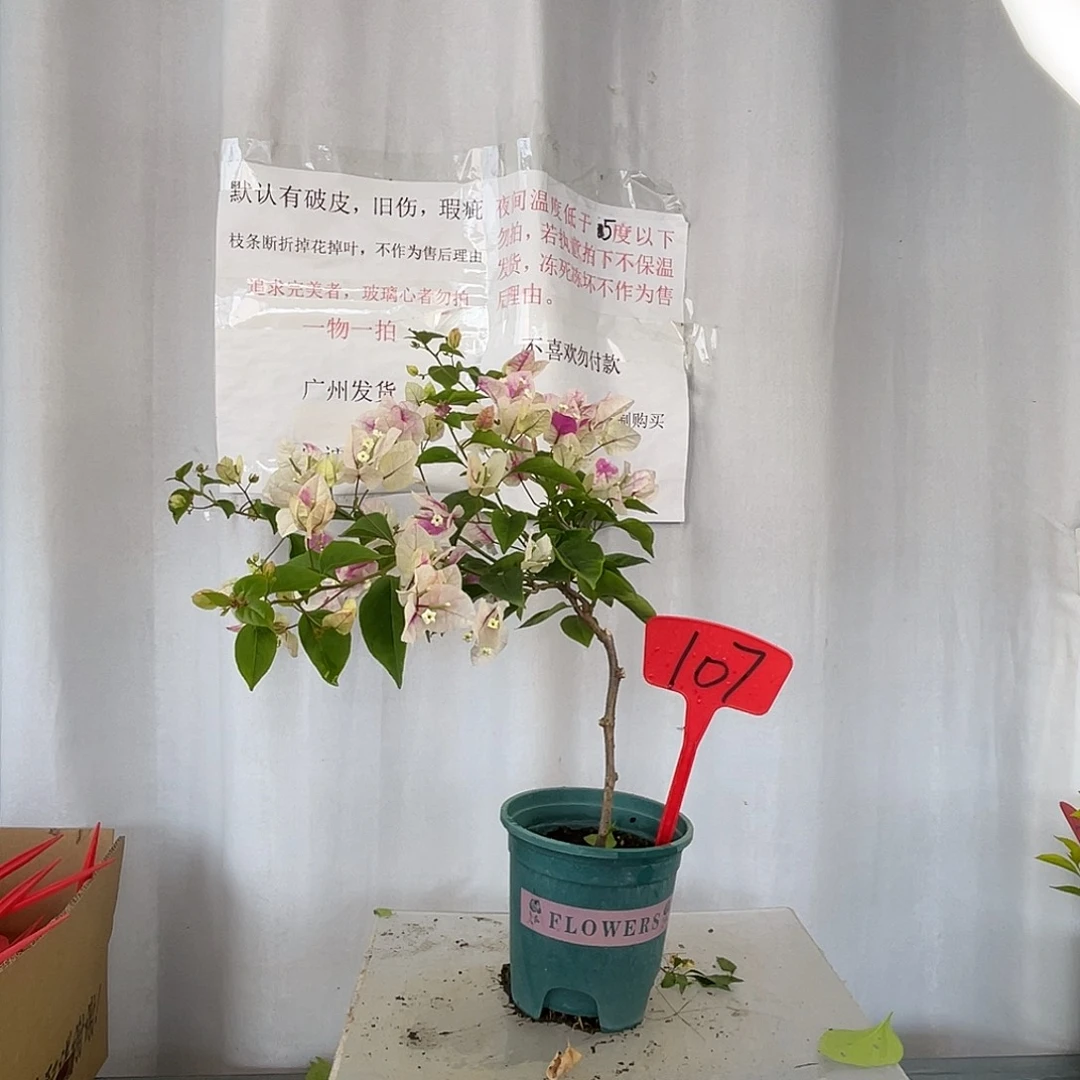 当前无花栽培后可以开花107章红樱盆苗