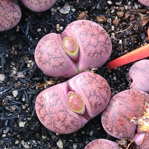 多肉肉锥 双头酒红灵耀