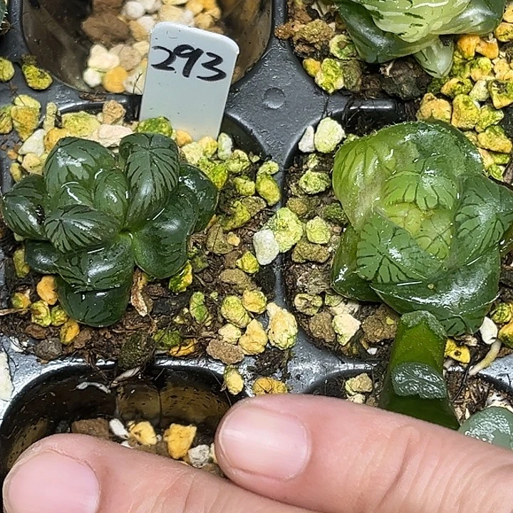 293龙爪玉露+巨大化冰魄玉露脱土发货