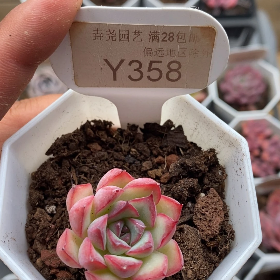 0358墨兰德3.0厘米