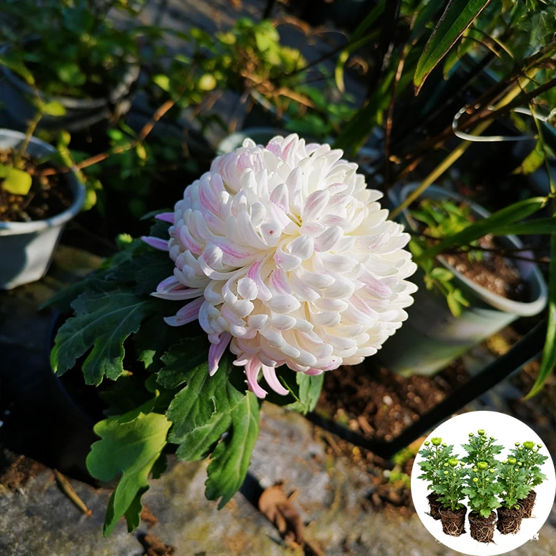 【贵妃出浴】优质菊花苗超大菊花苗四季国华系列花卉扦插苗室内外种