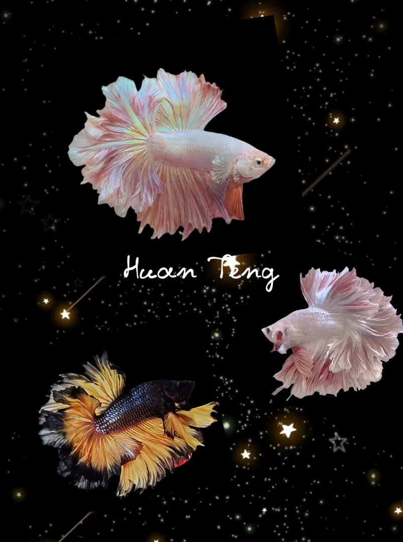 A4（73-96）欢腾水族泰斗小型热带观赏鱼（直播间选鱼）