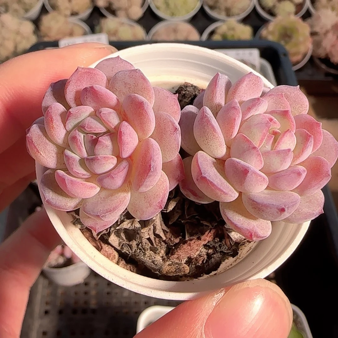 多肉1125-116点绛唇可能散