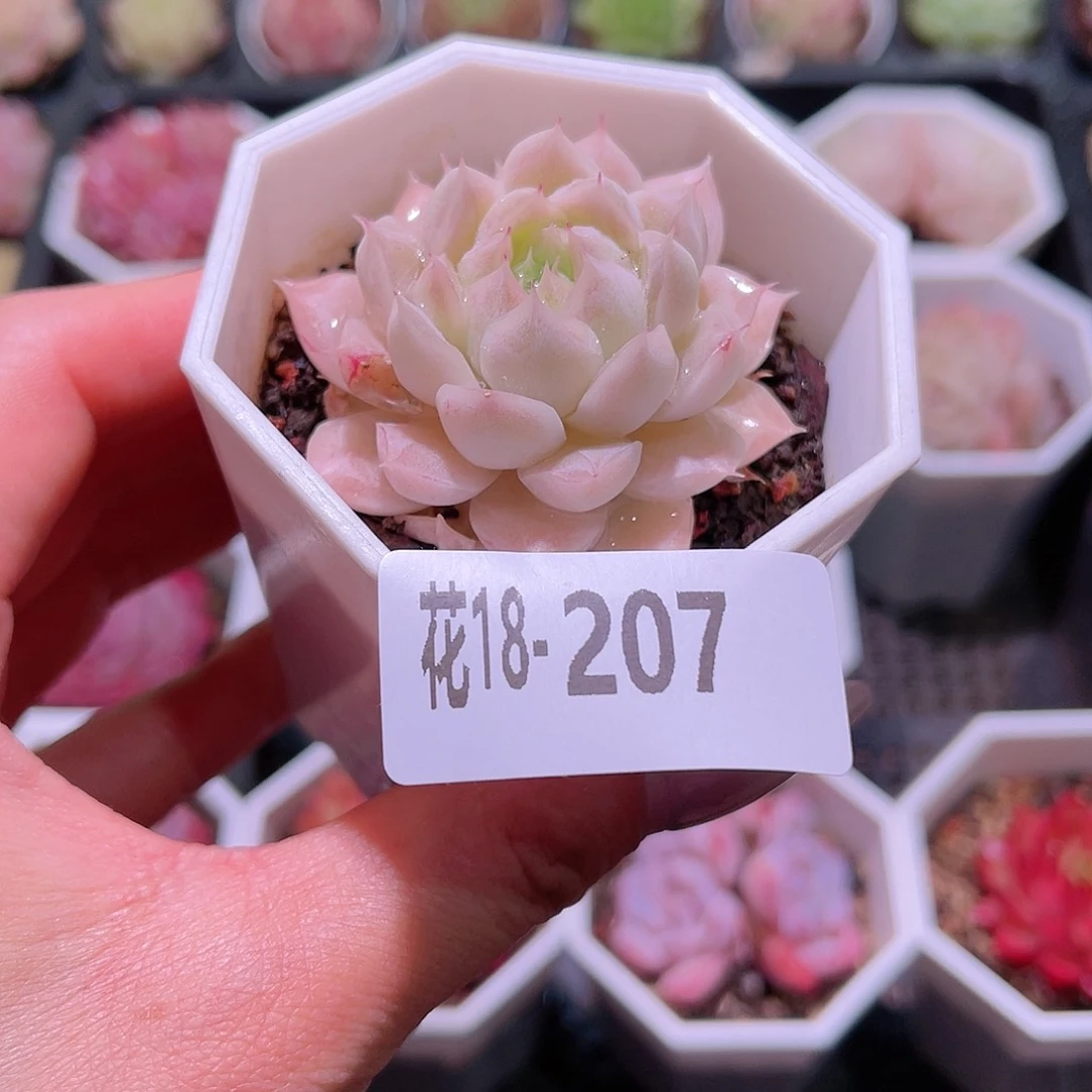 花利美18-207清浅 叶伤