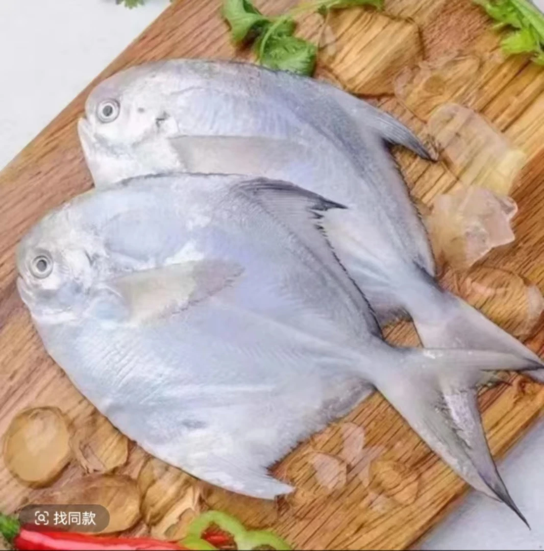 大号新鲜海捕银鲳鱼 刺少肉嫩 4条/斤