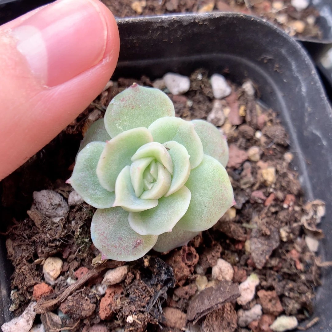 E197甜心加水晶虾饺y y y y y y y y