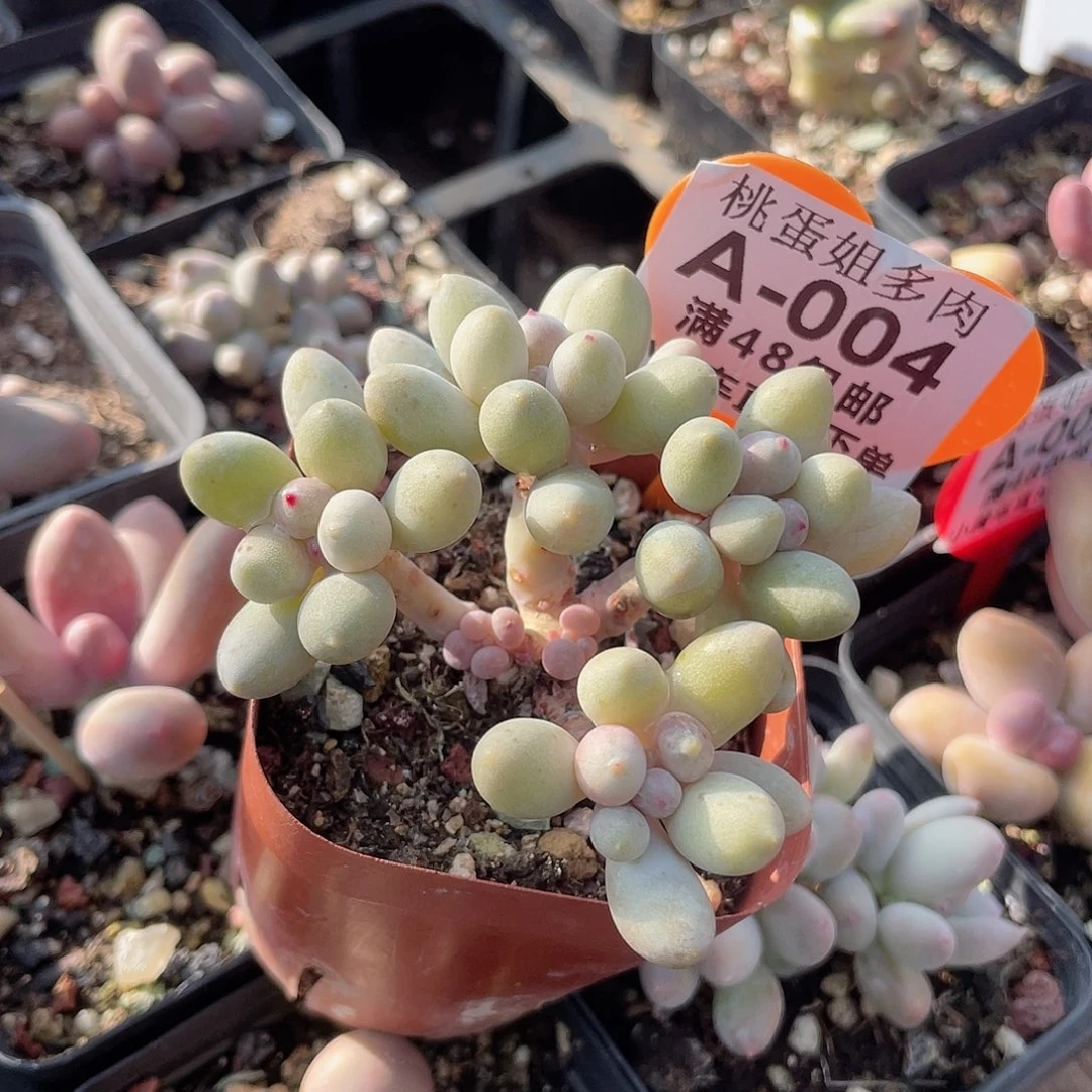 奶尖 脱土发 7口盆