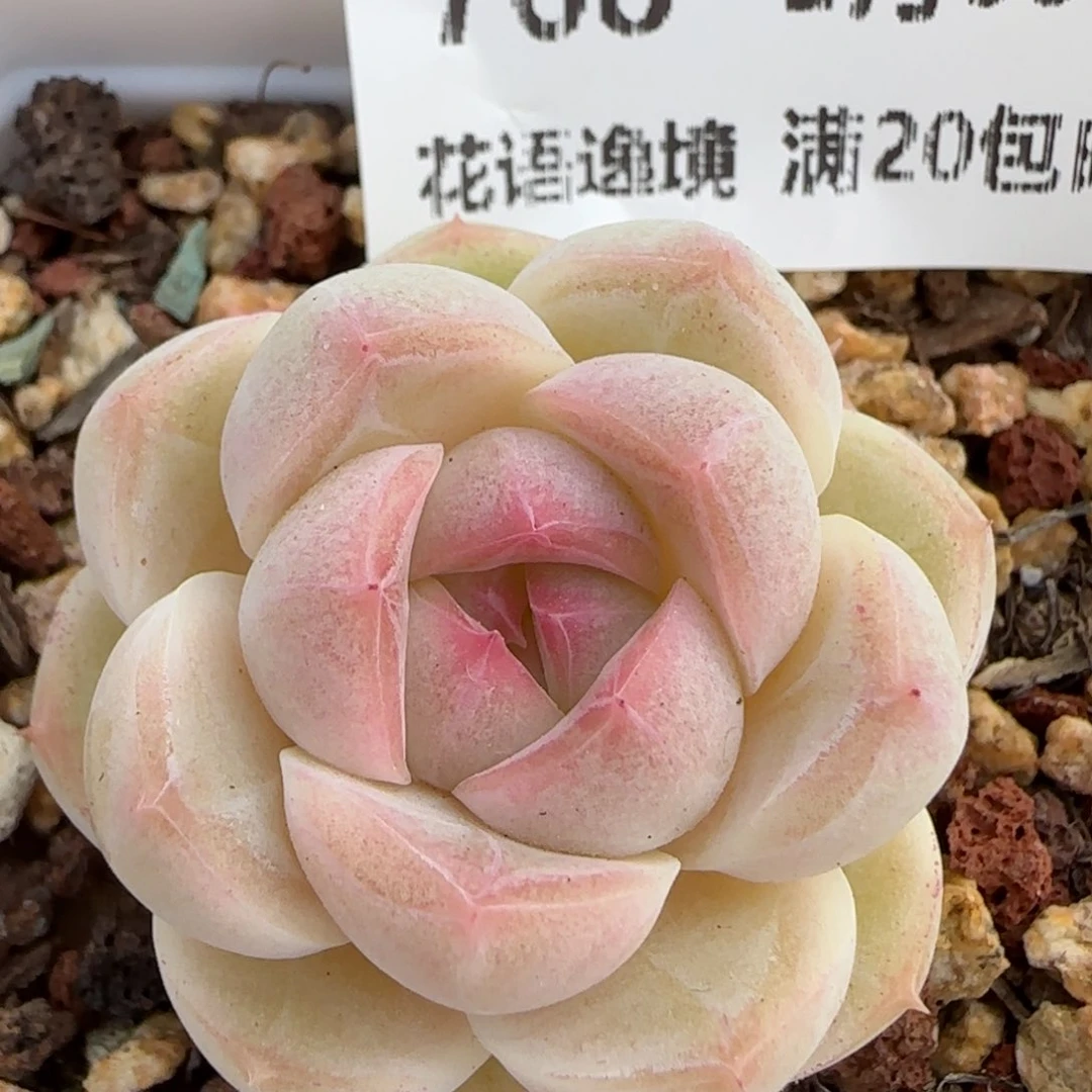 花语逸镜0209-768