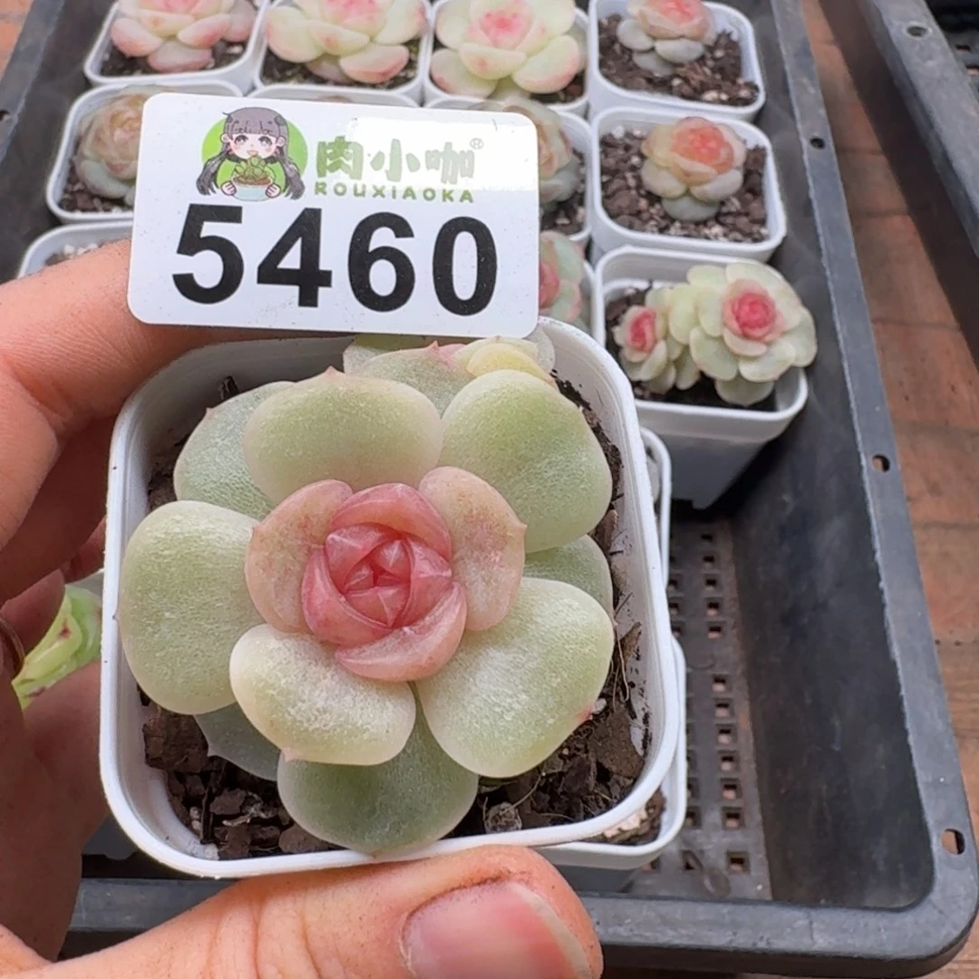 元***姐多肉植物多肉植物
