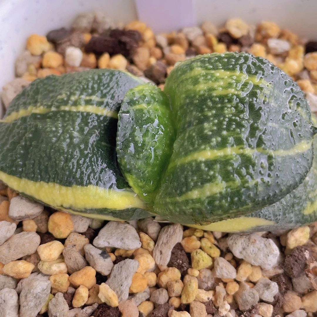 28脱土发货11111111