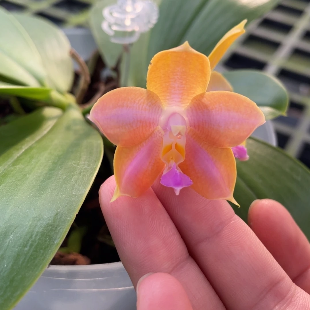 大部分开放少量花苞