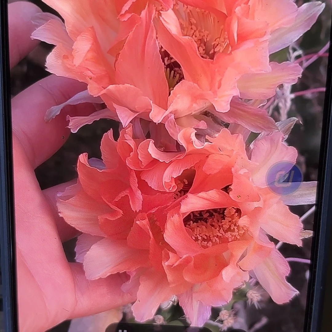 A153无根侧牙五公分40