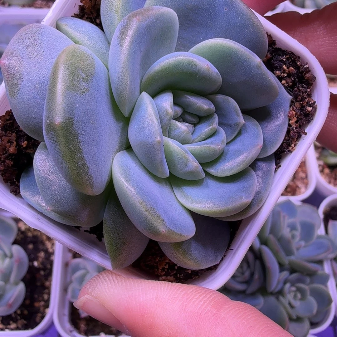 火烈鸟叶插苗一物一拍